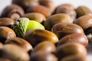 Green Chestnut